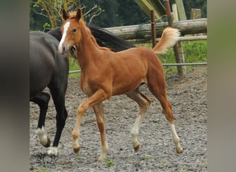 Trakehner, Gelding, 3 years, Chestnut-Red