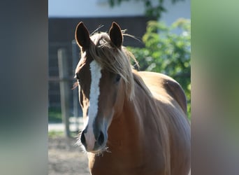 Trakehner, Gelding, 3 years, Chestnut-Red