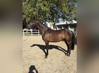 Trakehner, Gelding, 4 years, 15.1 hh, Bay-Dark