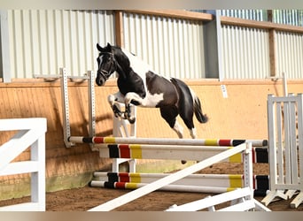 Trakehner, Gelding, 4 years, 15.3 hh, Pinto