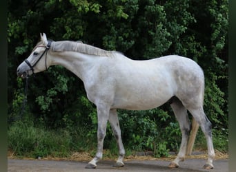 Trakehner, Gelding, 4 years, 15 hh, Grey