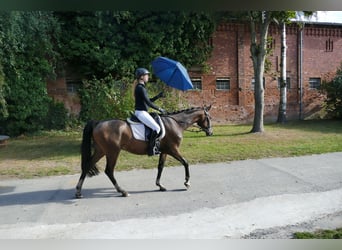 Trakehner, Gelding, 4 years, 15,2 hh, Brown
