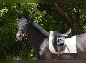Trakehner, Gelding, 4 years, 15,3 hh, Gray-Dark-Tan