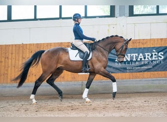 Trakehner, Gelding, 4 years, 16.1 hh, Bay-Dark