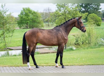 Trakehner, Gelding, 4 years, 16.1 hh, Bay-Dark