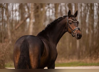 Trakehner, Gelding, 4 years, 16.1 hh, Bay-Dark