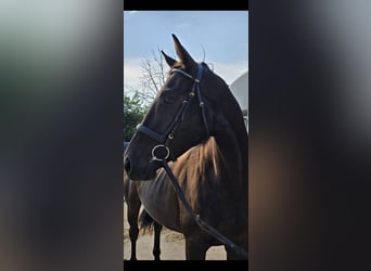 Trakehner, Gelding, 4 years, 16,1 hh, Black