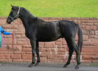 Trakehner, Gelding, 4 years, 16.1 hh, Black