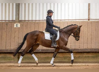 Trakehner, Gelding, 4 years, 16.1 hh, Brown