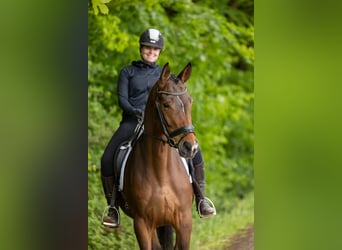 Trakehner, Gelding, 4 years, 16.1 hh, Brown