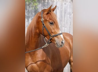 Trakehner, Gelding, 4 years, 16,1 hh, Chestnut-Red