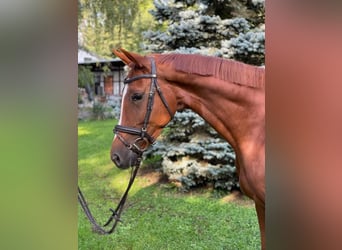 Trakehner, Gelding, 4 years, 16.1 hh, Chestnut-Red