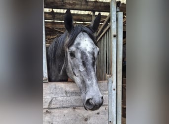 Trakehner, Gelding, 4 years, 16.1 hh, Grey