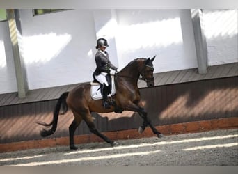 Trakehner, Gelding, 4 years, 16.2 hh, Bay-Dark