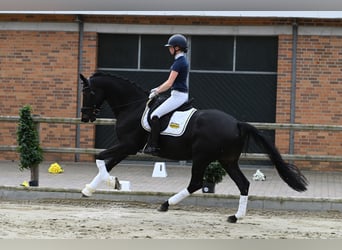 Trakehner, Gelding, 4 years, 16.2 hh, Black