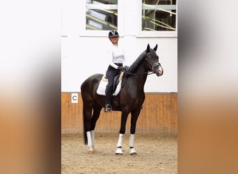 Trakehner, Gelding, 4 years, 16.2 hh, Black