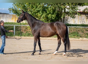Trakehner, Gelding, 4 years, 16.2 hh, Brown