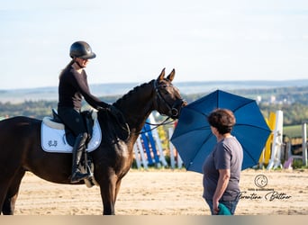 Trakehner, Gelding, 4 years, 16.2 hh, Brown