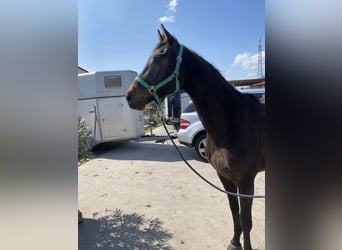 Trakehner, Gelding, 4 years, 16.2 hh, Brown