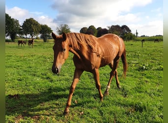 Trakehner, Gelding, 4 years, 16,2 hh