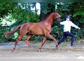 Trakehner, Gelding, 4 years, 16.3 hh, Chestnut-Red