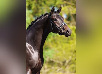 Trakehner, Gelding, 4 years, 16.3 hh, Smoky-Black