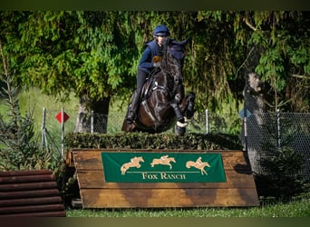 Trakehner, Gelding, 4 years, 16.3 hh, Smoky-Black