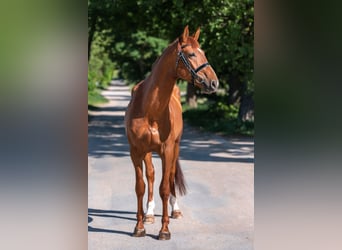 Trakehner, Gelding, 4 years, 16.3 hh, Sorrel