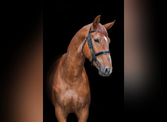 Trakehner, Gelding, 4 years, 16.3 hh, Sorrel