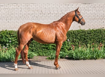 Trakehner, Gelding, 4 years, 16.3 hh, Sorrel