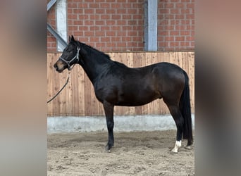 Trakehner, Gelding, 4 years, 16 hh, Bay-Dark