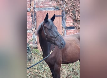 Trakehner, Gelding, 4 years, 16 hh, Black