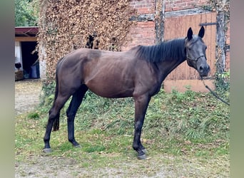 Trakehner, Gelding, 4 years, 16 hh, Black