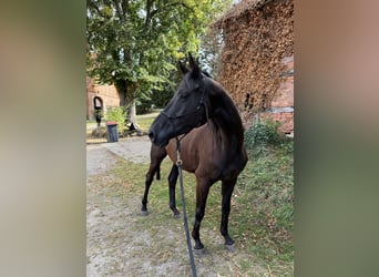 Trakehner, Gelding, 4 years, 16 hh, Black