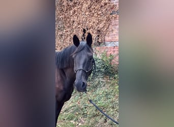 Trakehner, Gelding, 4 years, 16 hh, Black