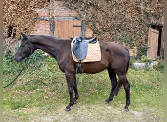 Trakehner, Gelding, 4 years, 16 hh, Black
