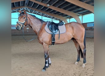Trakehner, Gelding, 4 years, 16 hh, Brown