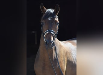 Trakehner, Gelding, 4 years, 16 hh, Brown