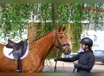 Trakehner, Gelding, 4 years, 16 hh, Chestnut-Red
