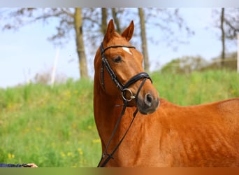 Trakehner, Gelding, 4 years, 16 hh, Chestnut-Red