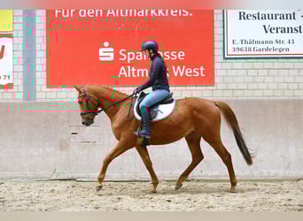 Trakehner, Gelding, 4 years, 16 hh, Chestnut-Red