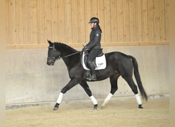 Trakehner, Gelding, 4 years, 16 hh, Smoky-Black