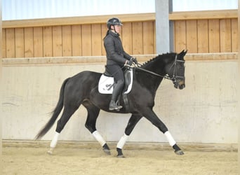 Trakehner, Gelding, 4 years, 16 hh, Smoky-Black