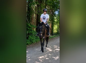 Trakehner, Gelding, 4 years, 16 hh, Smoky-Black
