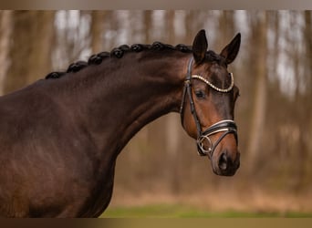 Trakehner, Gelding, 4 years, 16,1 hh, Bay-Dark
