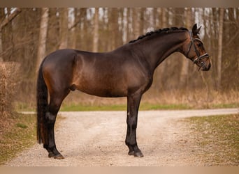 Trakehner, Gelding, 4 years, 16,1 hh, Bay-Dark