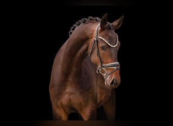 Trakehner, Gelding, 4 years, 16,1 hh, Bay-Dark