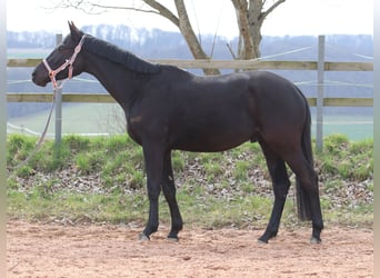 Trakehner, Gelding, 4 years, 16,1 hh, Black