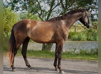 Trakehner, Gelding, 4 years, 16,1 hh, Brown