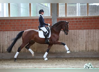 Trakehner, Gelding, 4 years, 16,1 hh, Brown
